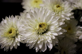 Close-up of white chrysanthemums on black background