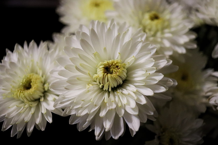 Close-up of white chrysanthemums on black background