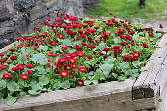 Vibrant red strawflowers blooming in a rustic wooden planter box