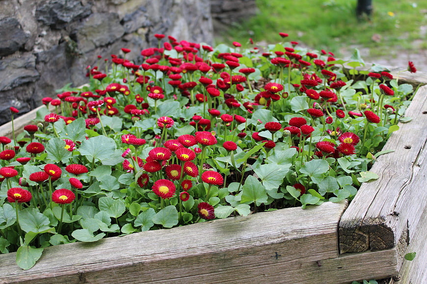 Vibrant red strawflowers blooming in a rustic wooden planter box