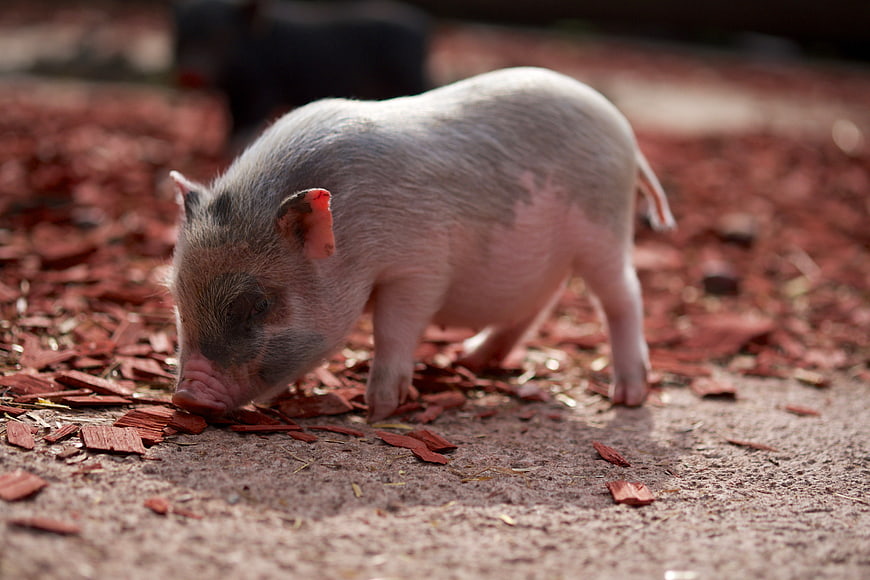 Cute spotted piglet sniffing red wood chips on farm