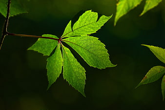 Backlit Green Vine Leaf with Detailed Veins