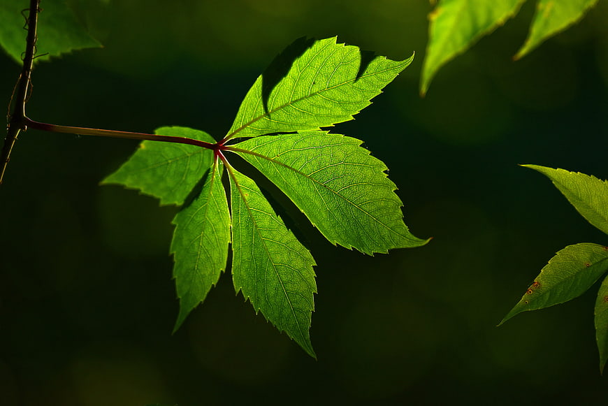 Backlit Green Vine Leaf with Detailed Veins