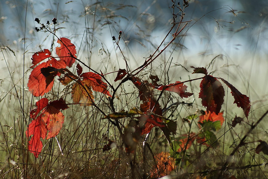 Vibrant red autumn leaves backlit in a grassy meadow