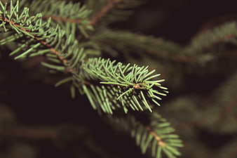 Close-up of green pine branch needles against dark background