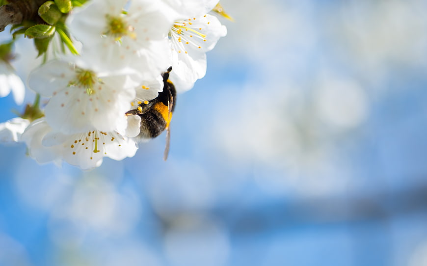 Bumblebee Pollinating White Blossoms on Blue Background