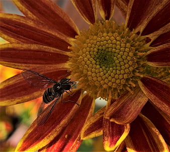 Close-up of Hoverfly on Red and Yellow Flower