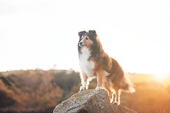 Shetland Sheepdog Standing on Rock at Golden Hour
