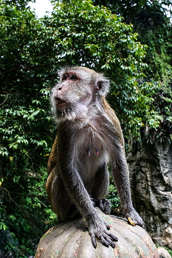 Portrait of a wild macaque monkey sitting on a stone