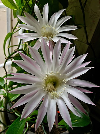 Close-up of white and pink Epiphyllum orchid cactus flowers