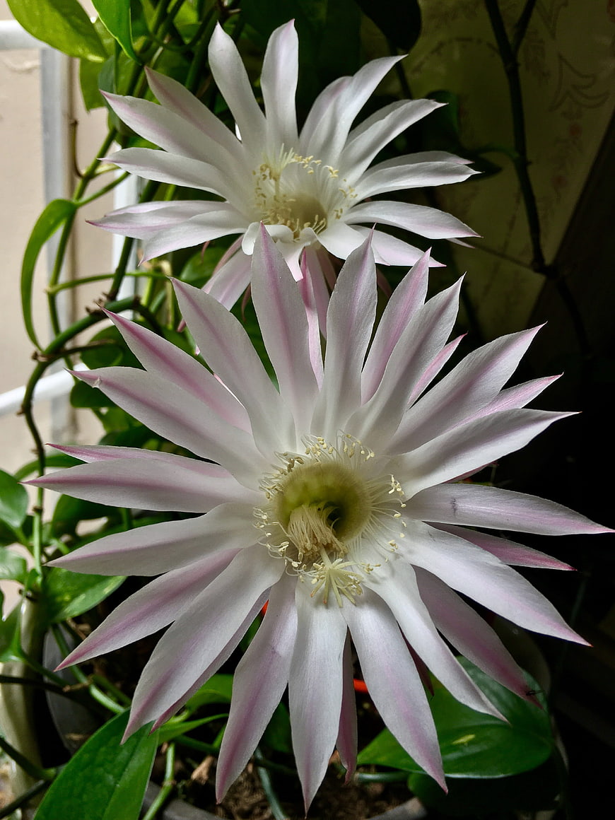 Close-up of white and pink Epiphyllum orchid cactus flowers