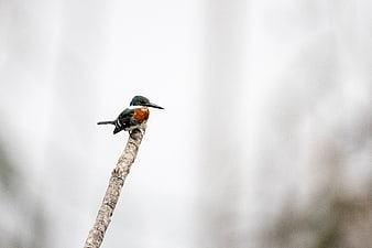 White-throated Kingfisher Perched on Branch with Copy Space
