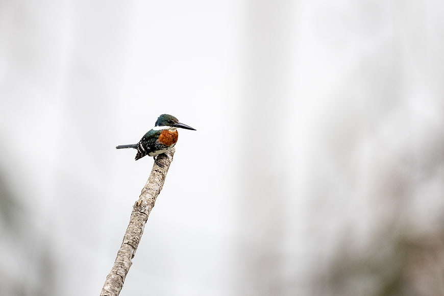 White-throated Kingfisher Perched on Branch with Copy Space