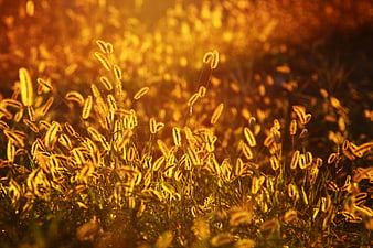 Golden Foxtail Grass Backlit by Sunset Sunlight
