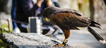 Harris Hawk Perched on Rock with Blurred Background