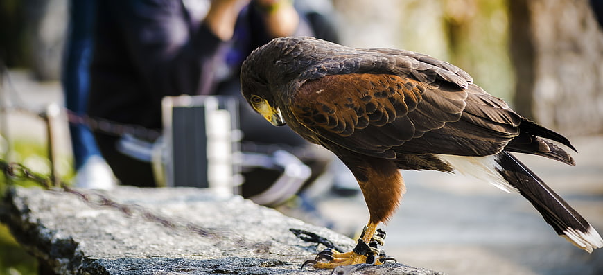 Harris Hawk Perched on Rock with Blurred Background