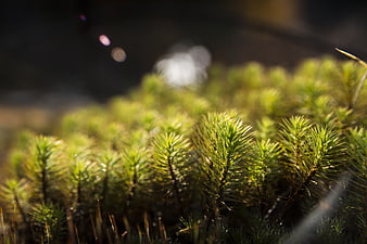 Close-up of sunlit green moss in a forest