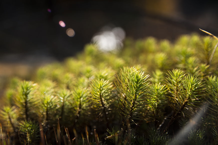 Close-up of sunlit green moss in a forest