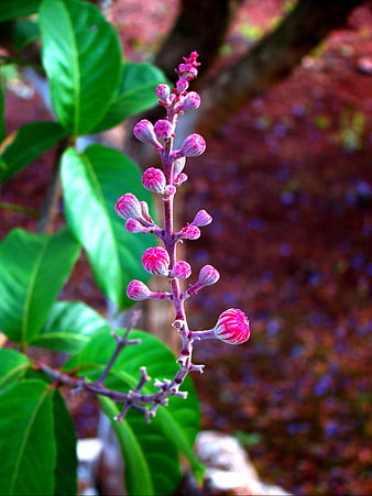 Close-up of pink flower buds on a green stem