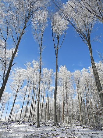 Frost-covered trees in a winter forest against a blue sky