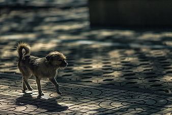 Small scruffy dog walking on patterned pavement in sunlight