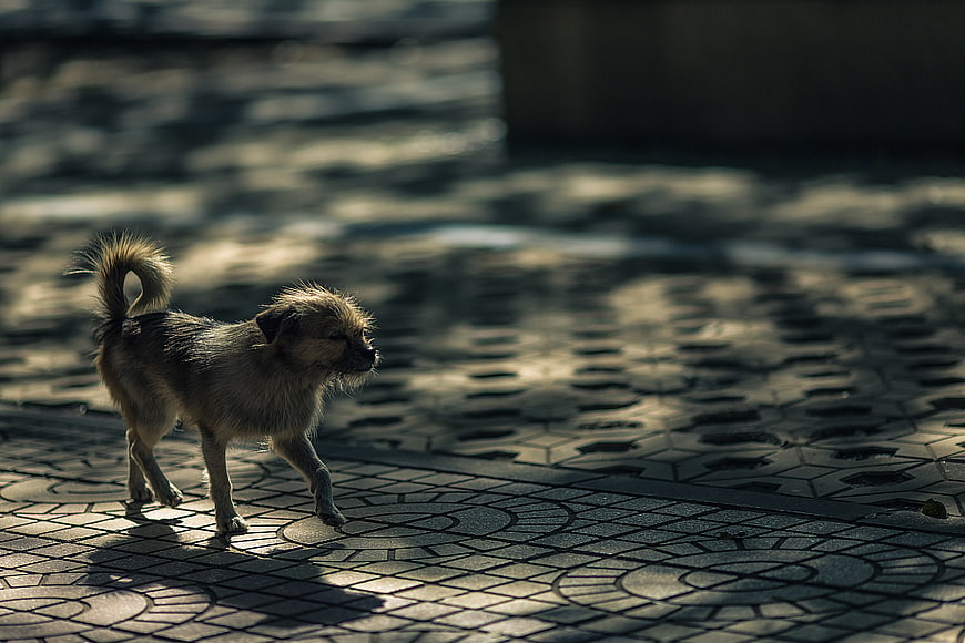 Small scruffy dog walking on patterned pavement in sunlight