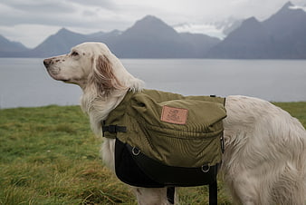 White English Setter Dog Wearing Green Backpack on Grass
