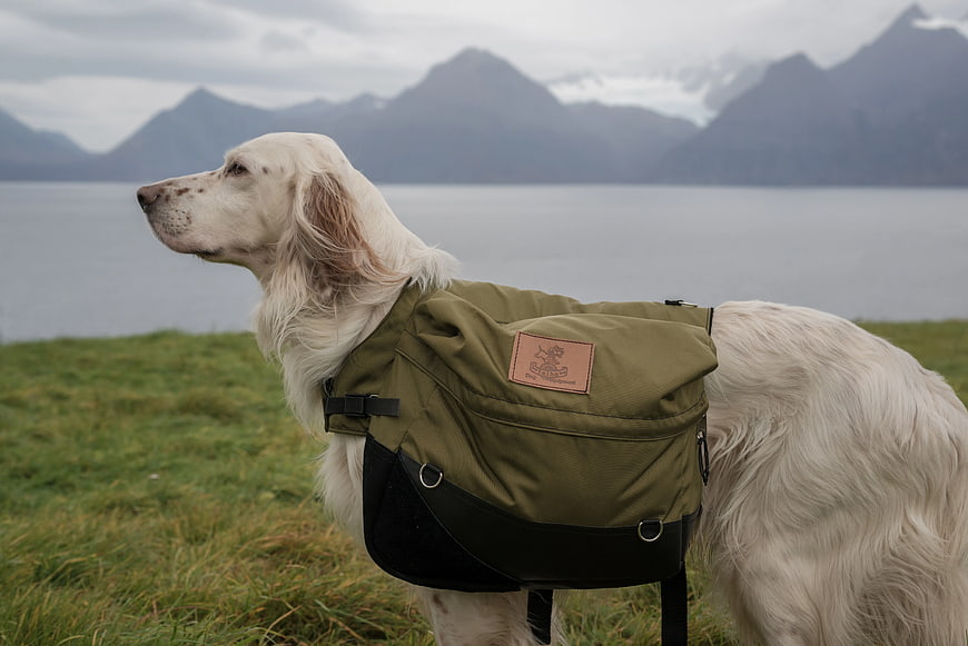 White English Setter Dog Wearing Green Backpack on Grass