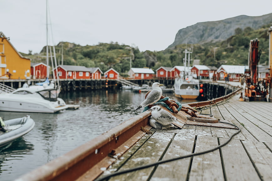 Seagulls on Wooden Dock in Norwegian Fishing Village