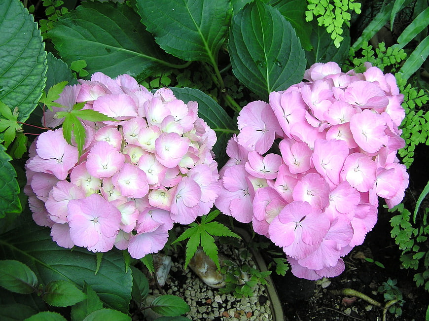 Pink Hydrangea Flowers in a Lush Garden Setting