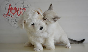 White Puppy and Kitten Nuzzling with Love Heart Puzzle