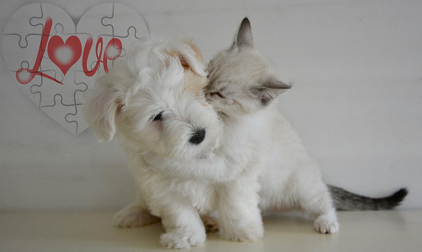 White Puppy and Kitten Nuzzling with Love Heart Puzzle