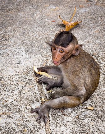 Cute baby macaque monkey eating fruit on concrete