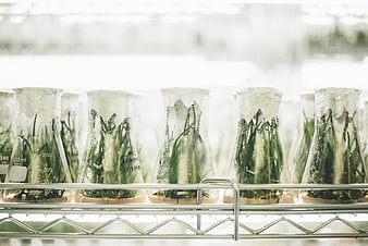 Plant tissue culture in laboratory flasks on metal rack