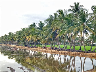 Tropical Coconut Palm Trees Lining a Canal with Reflections