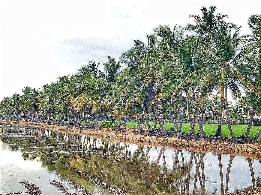 Tropical Coconut Palm Trees Lining a Canal with Reflections