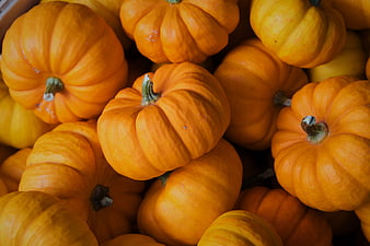 Close-up of orange pumpkins in a pile for autumn harvest