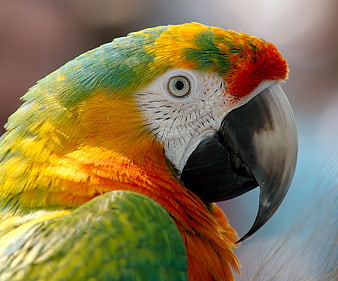 Close-up portrait of a colorful macaw parrot head