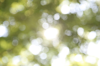 Abstract Green Bokeh Background with Sunlight