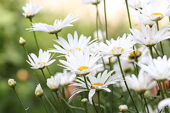 White Daisies Blooming in a Sunny Meadow