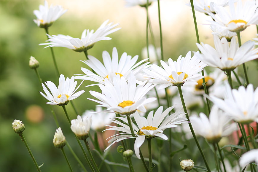 White Daisies Blooming in a Sunny Meadow