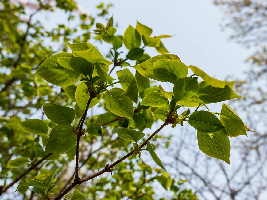 Fresh Green Leaves on a Branch Against Blue Sky