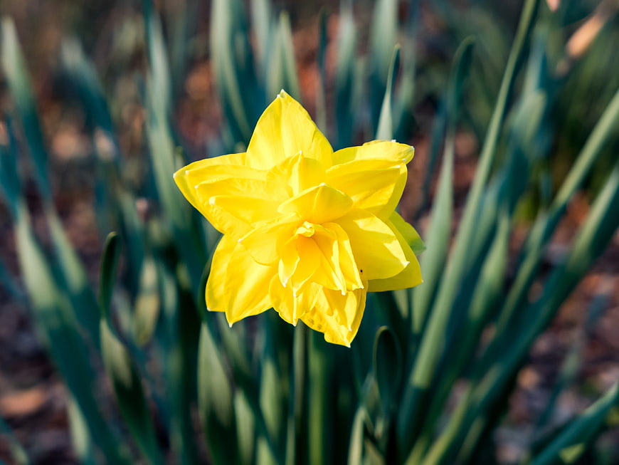 Close-up of a vibrant yellow daffodil flower in a garden