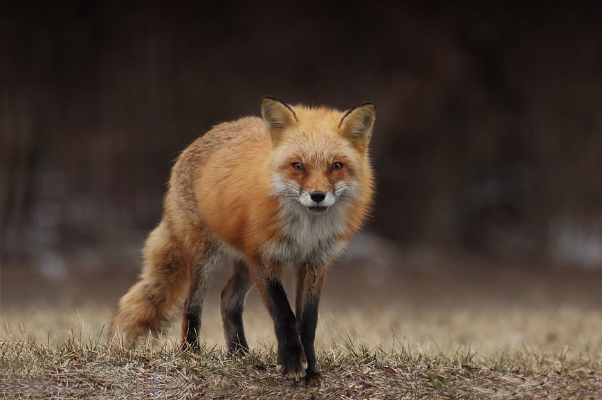 Red Fox Walking in Forest with Blurred Background