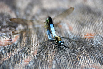 Close-up of Blue Dragonfly on Weathered Wood