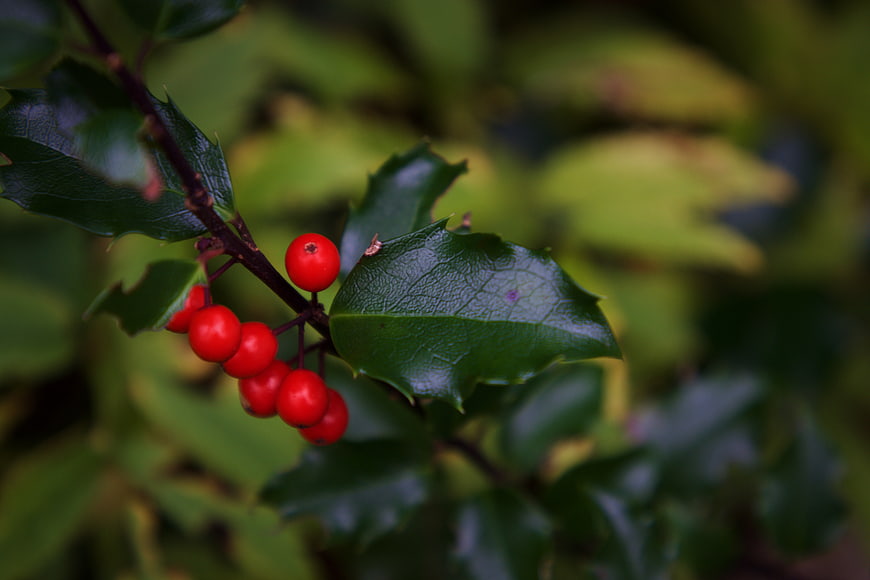 Close-up of bright red holly berries on green leaves