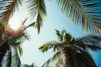 Low angle view of palm trees against bright blue sky