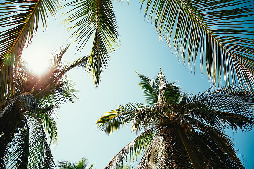 Low angle view of palm trees against bright blue sky