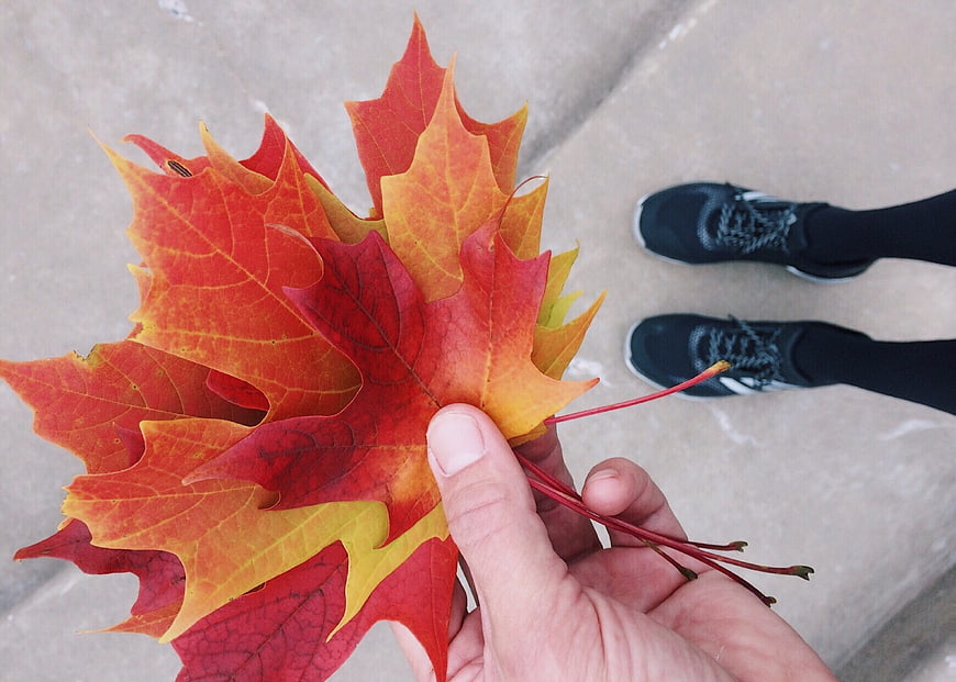 Hand holding vibrant red and orange autumn maple leaves