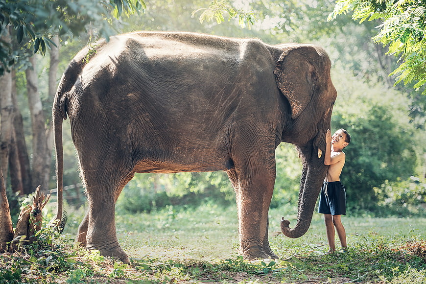 Boy Hugging Elephant in Forest